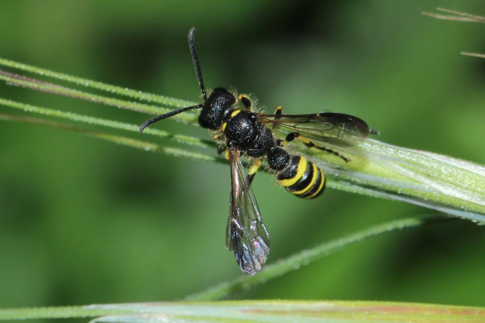 Le  sp. Cerceris Latreille, 1802 sp.