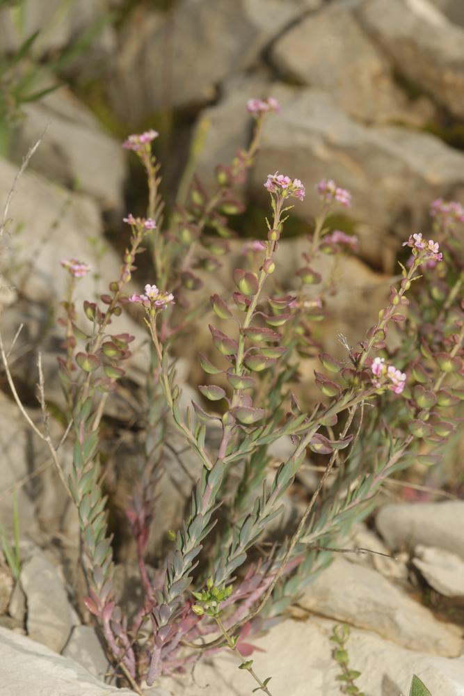 Aethionéme des rochers, Aéthionéma des rochers Aethionema saxatile (L.) R.Br., 1812