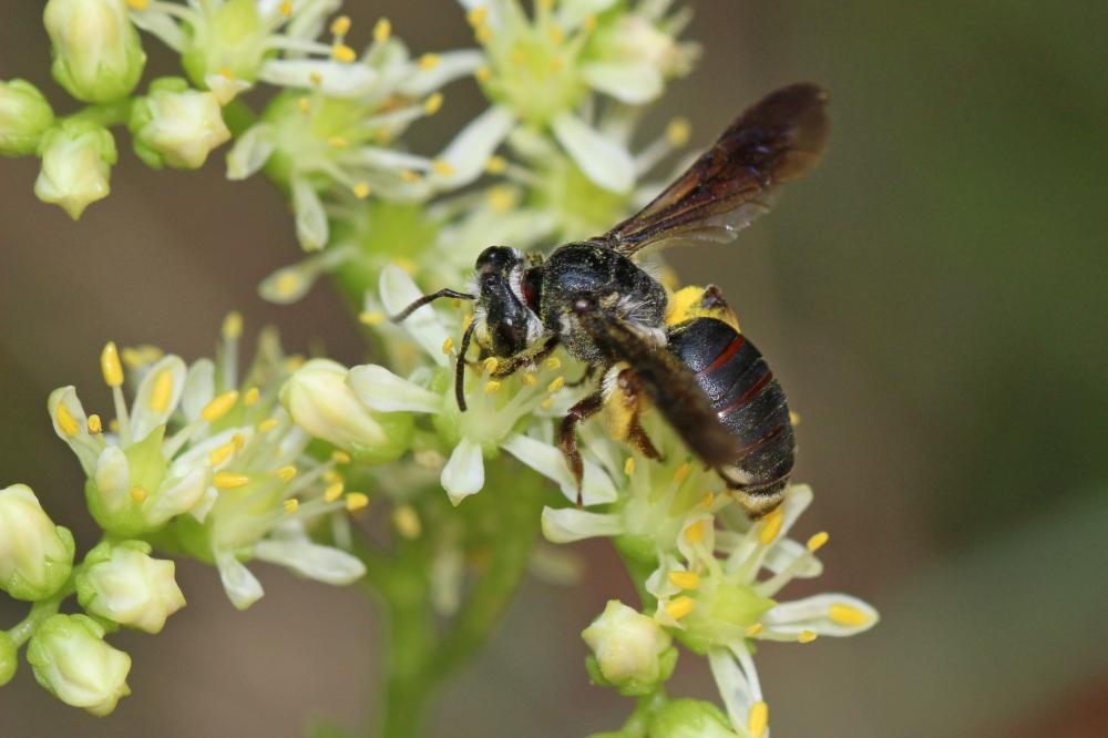  Andrena asperrima Pérez, 1895