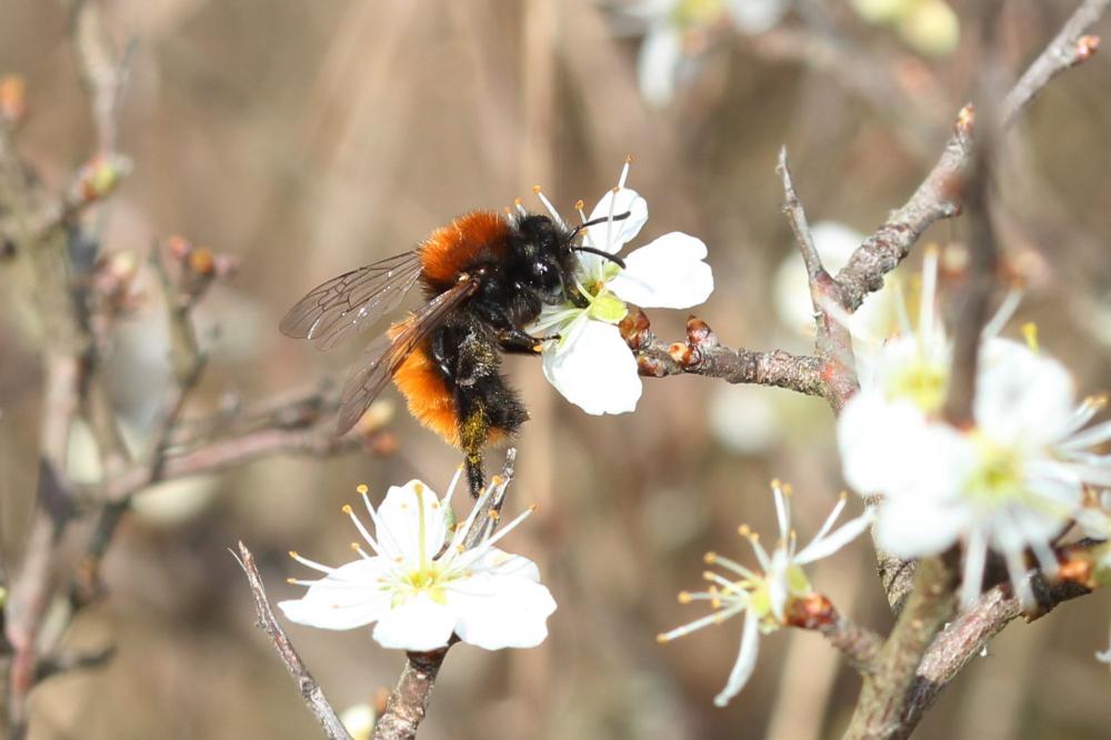 Le  Andrena fulva (Müller, 1766)