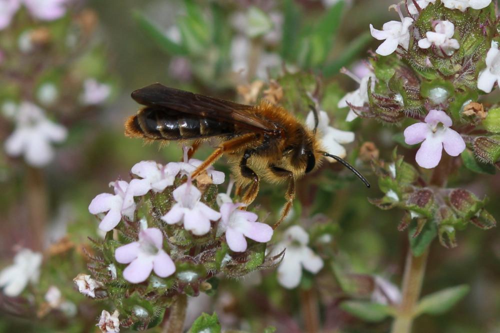 Le  Andrena limbata Eversmann, 1852