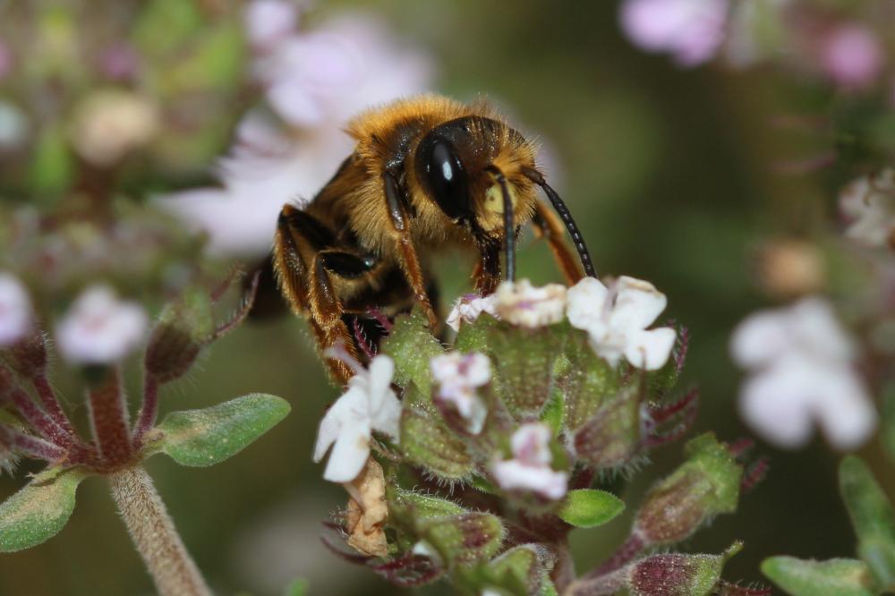 Le  Andrena limbata Eversmann, 1852