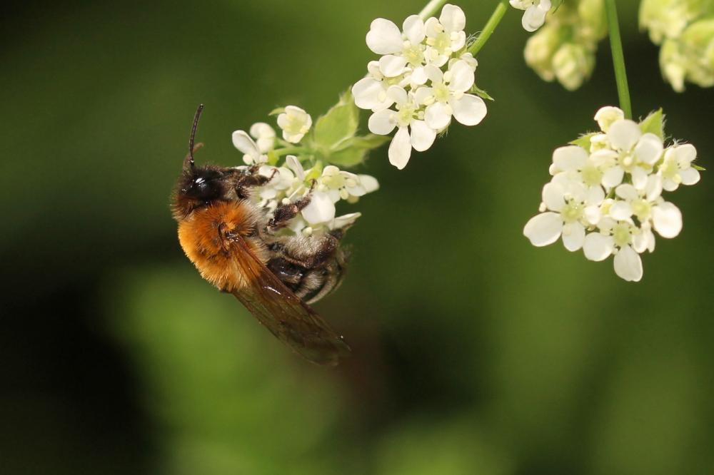  Andrena nitida (Müller, 1776)