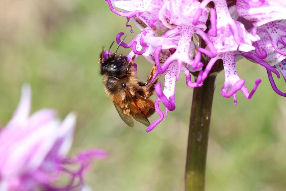 Le Osmie rousse Osmia bicornis (Linnaeus, 1758)