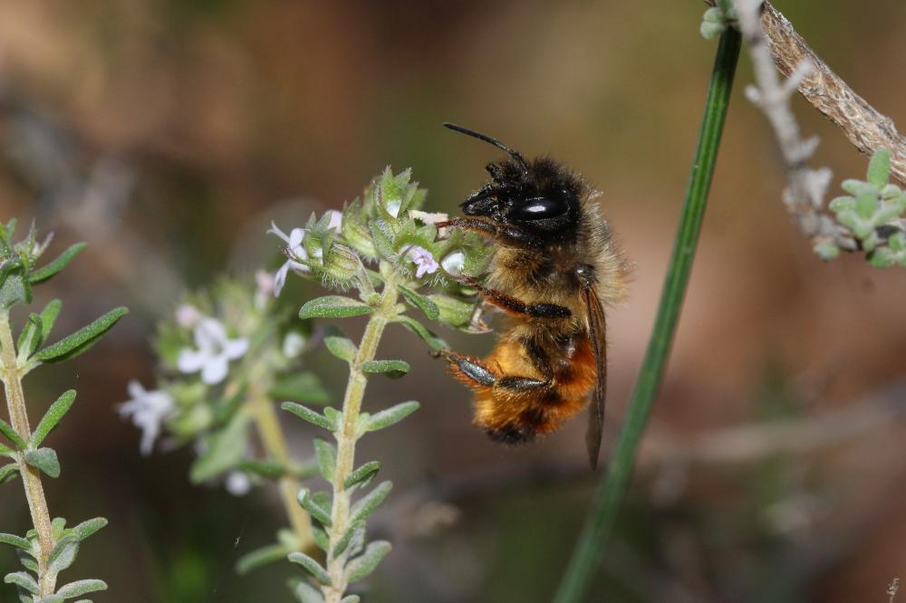 Le Osmie rousse Osmia bicornis (Linnaeus, 1758)