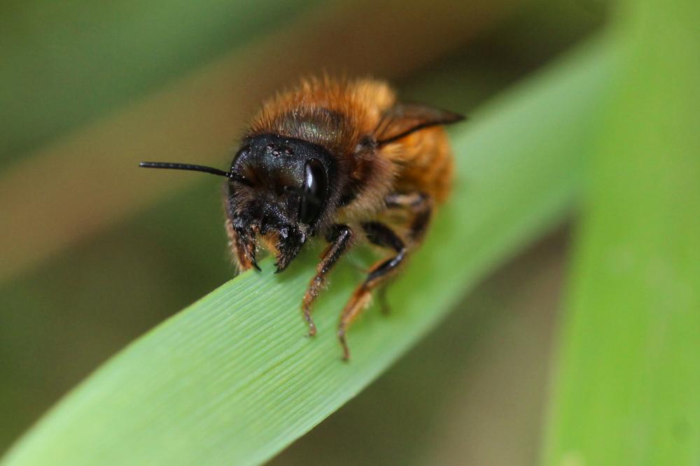 Le  Osmia tricornis Latreille, 1811