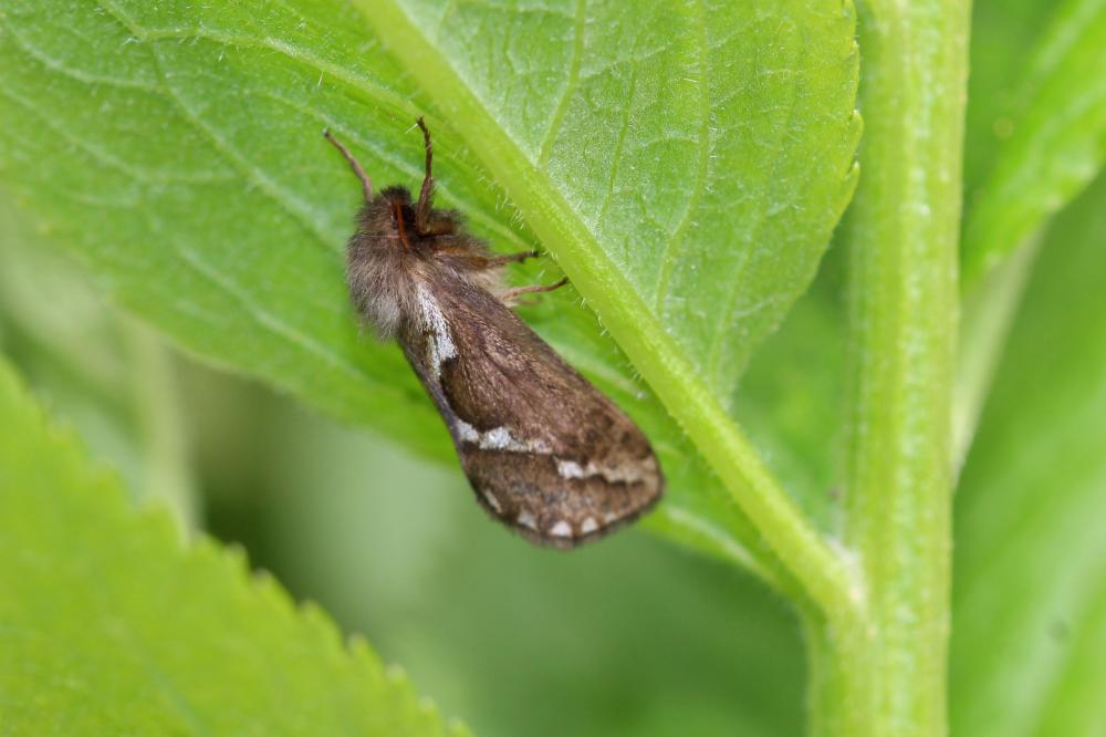 Louvette (La) Korscheltellus lupulinus (Linnaeus, 1758)