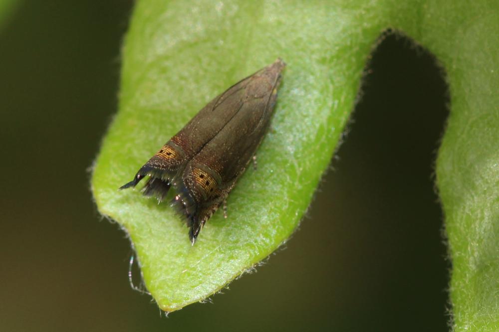  Grapholita gemmiferana Treitschke, 1835