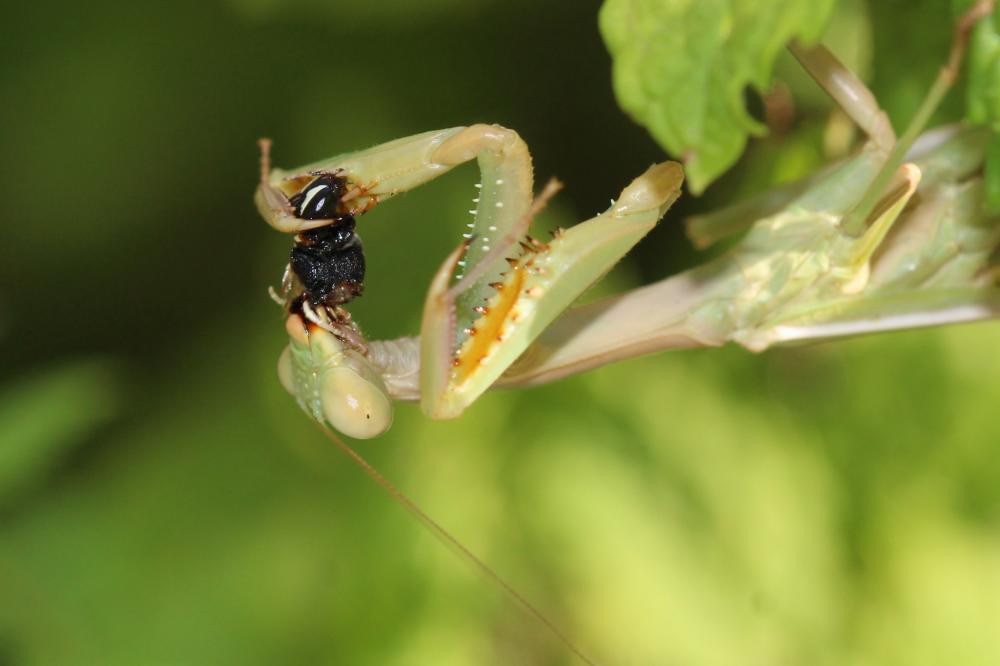 Mante ocelée Iris oratoria (Linnaeus, 1758)