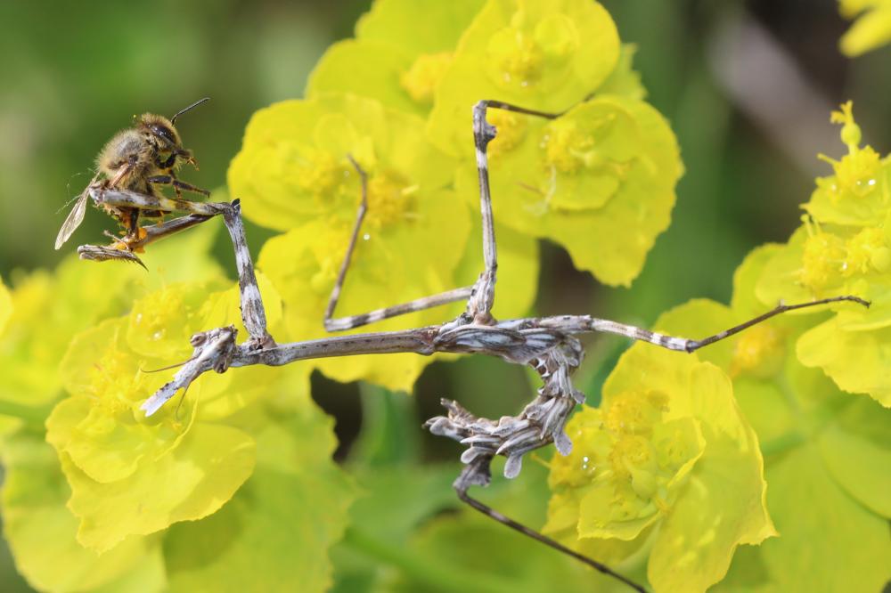 Le Empuse commune, Diablotin Empusa pennata (Thunberg, 1815)