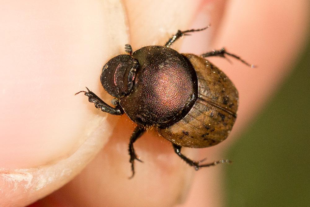  Onthophagus coenobita (Herbst, 1783)