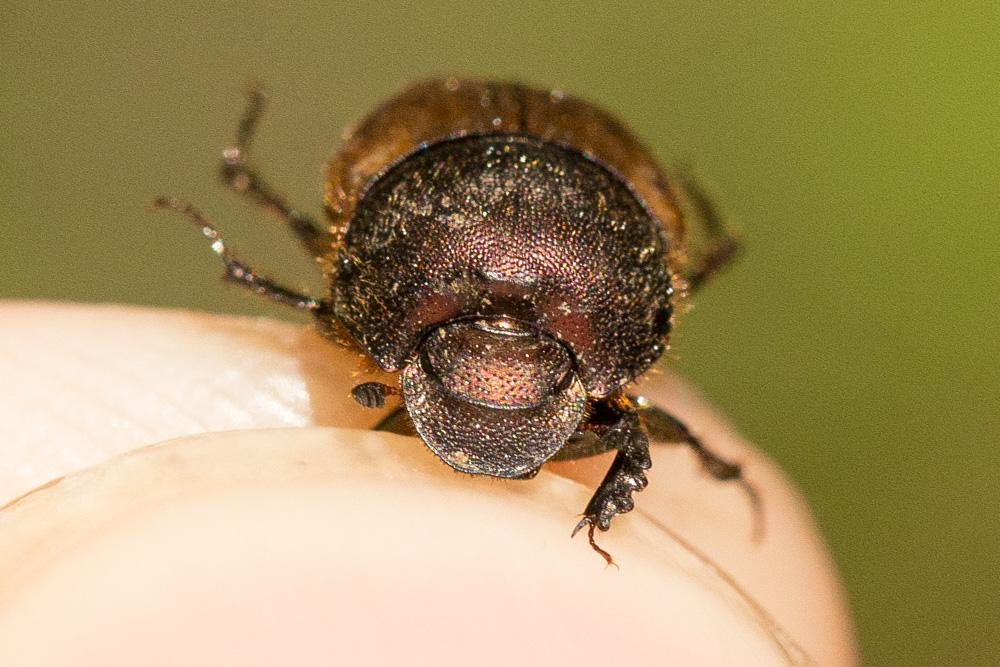  Onthophagus coenobita (Herbst, 1783)