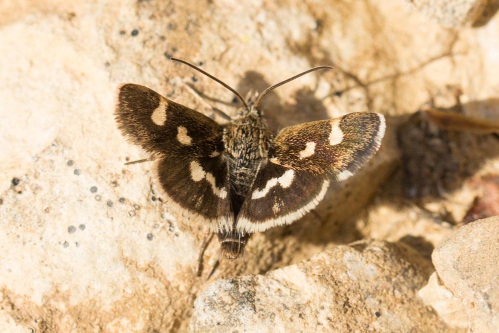  Eurrhypis guttulalis (Herrich-Schäffer, 1848)