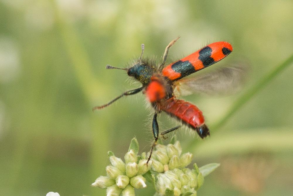 Clairon des ruches Trichodes alvearius (Fabricius, 1792)