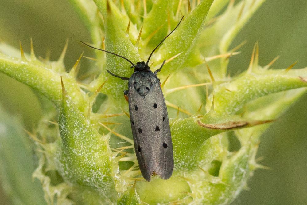  Ethmia aurifluella (Hübner, 1810)