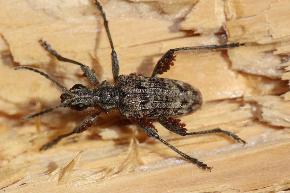 Rhagie inquisitrice Rhagium inquisitor (Linnaeus, 1758)