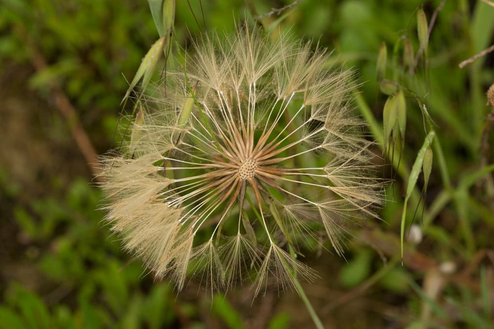 Salsifis blanc Tragopogon porrifolius subsp. eriospermus (Ten.) Greuter