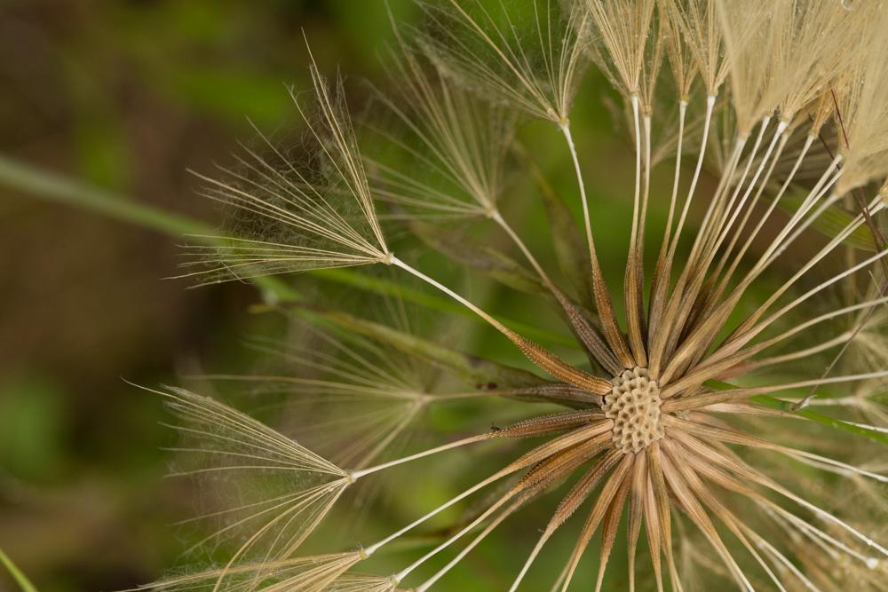 Salsifis blanc Tragopogon porrifolius subsp. eriospermus (Ten.) Greuter