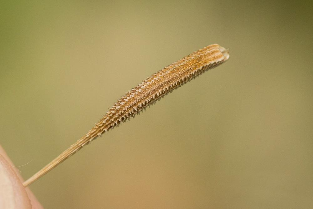 Salsifis blanc Tragopogon porrifolius subsp. eriospermus (Ten.) Greuter