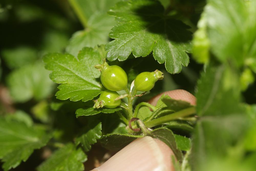 Le Groseillier des Alpes Ribes alpinum L., 1753