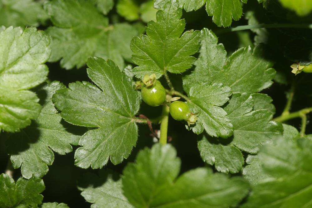 Le Groseillier des Alpes Ribes alpinum L., 1753