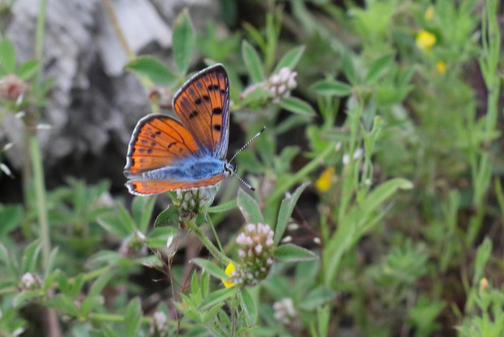 Le Cuivré mauvin (Le), Cuivré flamboyant (Le), Argus  Lycaena alciphron (Rottemburg, 1775)