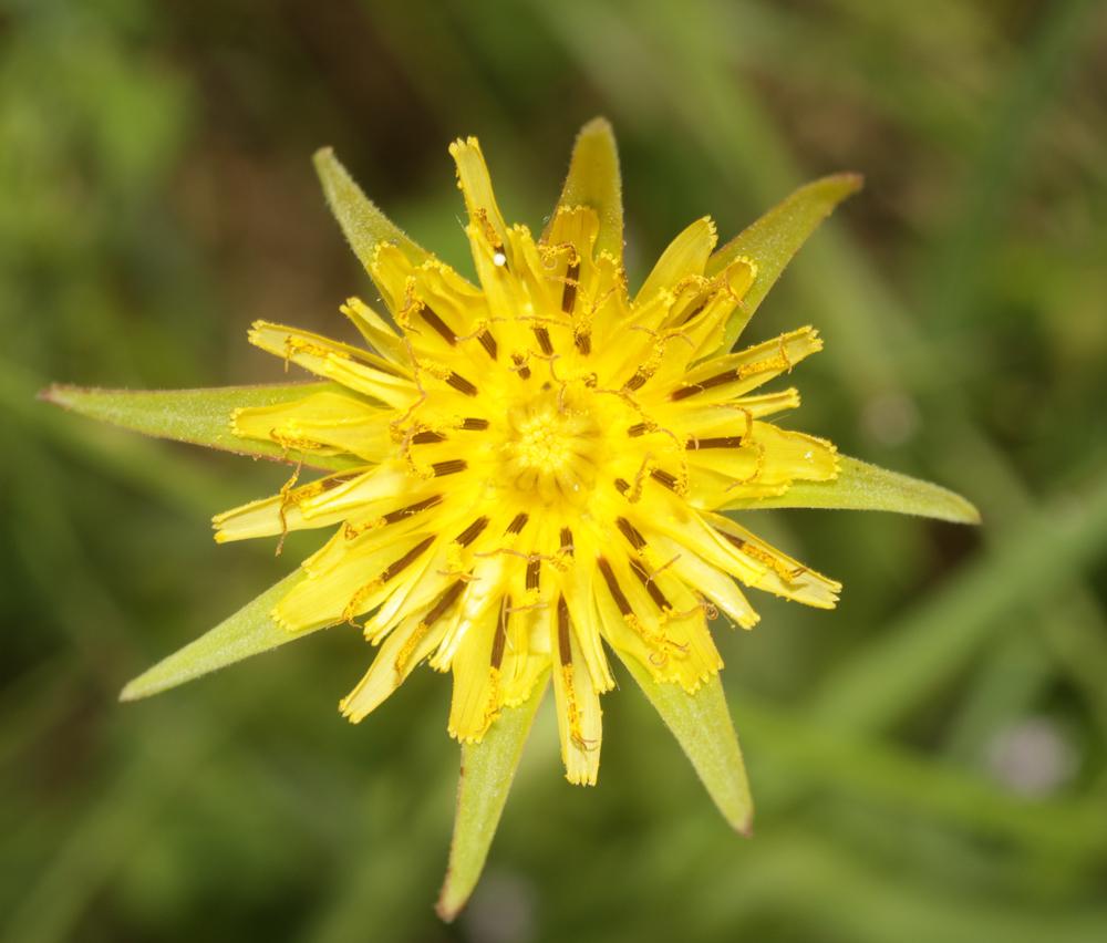 Grand salsifis, Salsifis douteux Tragopogon dubius Scop., 1772