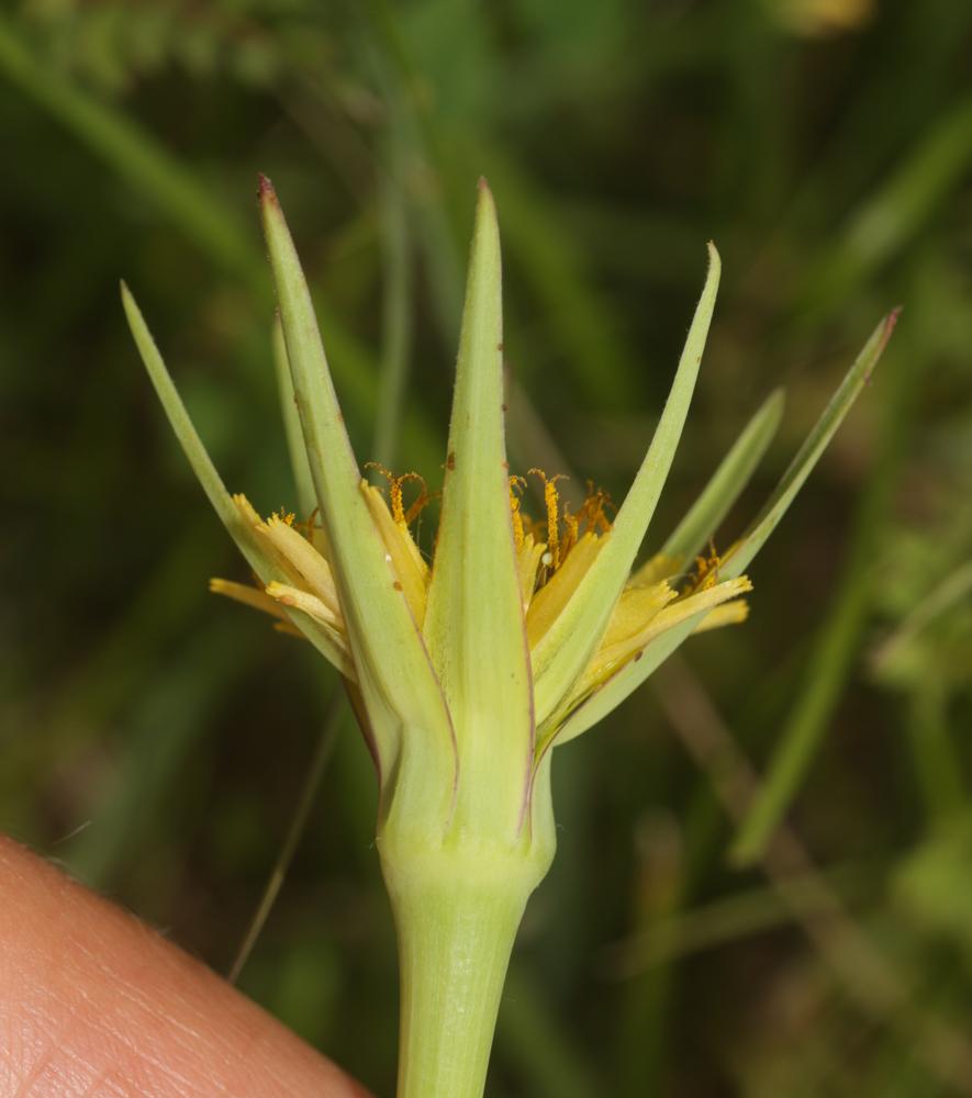 Grand salsifis, Salsifis douteux Tragopogon dubius Scop., 1772