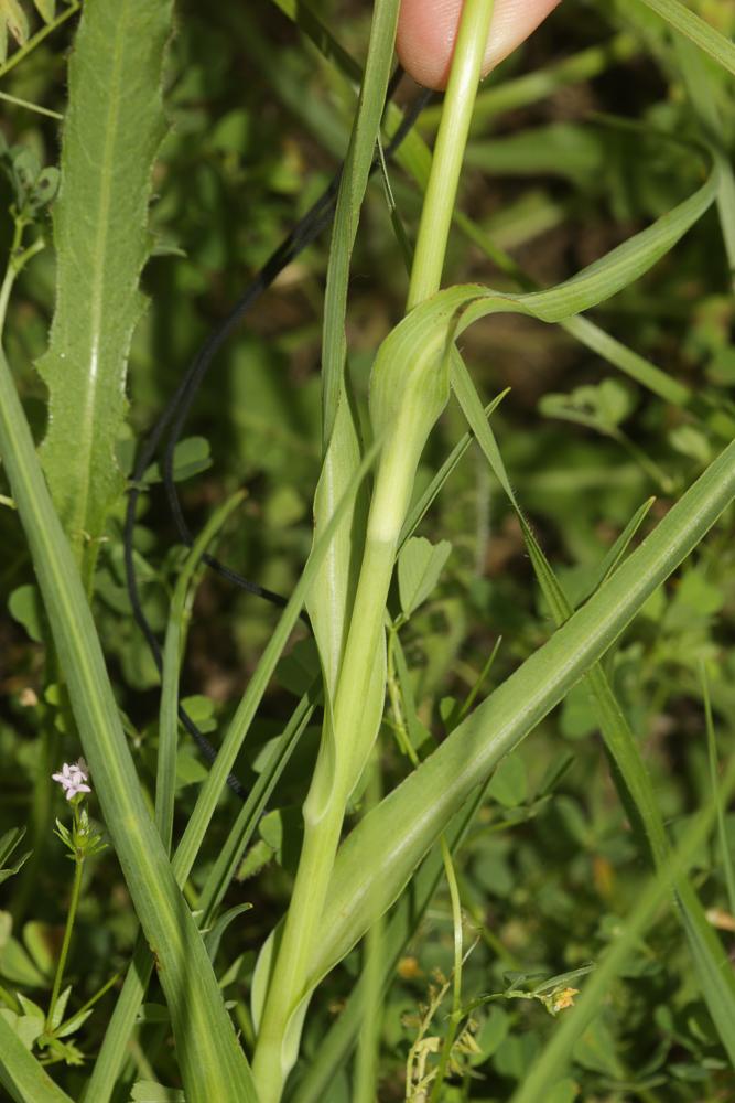 Grand salsifis, Salsifis douteux Tragopogon dubius Scop., 1772