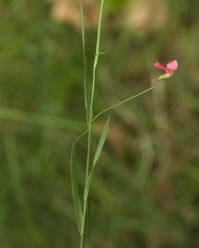 La Gesse sans vrille, Gesse de Nissole Lathyrus nissolia L., 1753