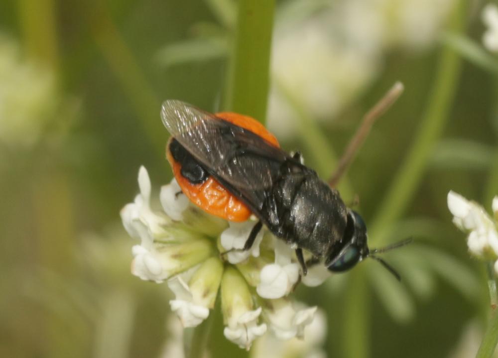 Le  Odontomyia flavissima (Rossi, 1790)