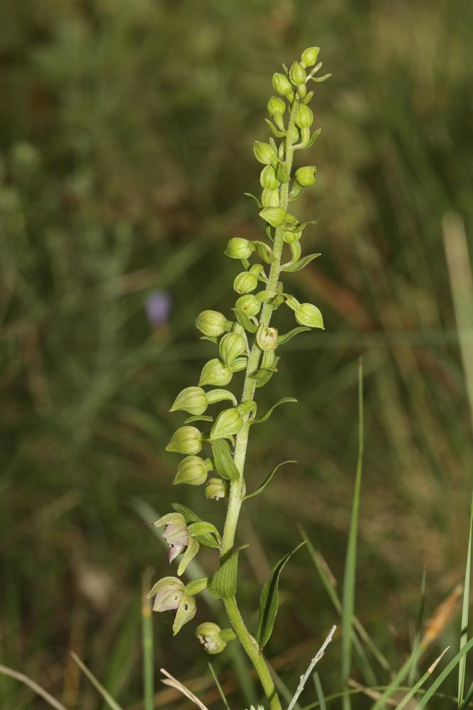 Le Épipactis à larges feuilles, Elléborine à larges f Epipactis helleborine (L.) Crantz, 1769