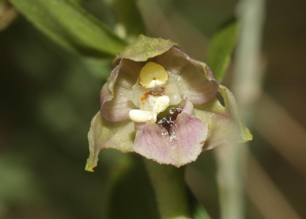 Le Épipactis à larges feuilles, Elléborine à larges f Epipactis helleborine (L.) Crantz, 1769