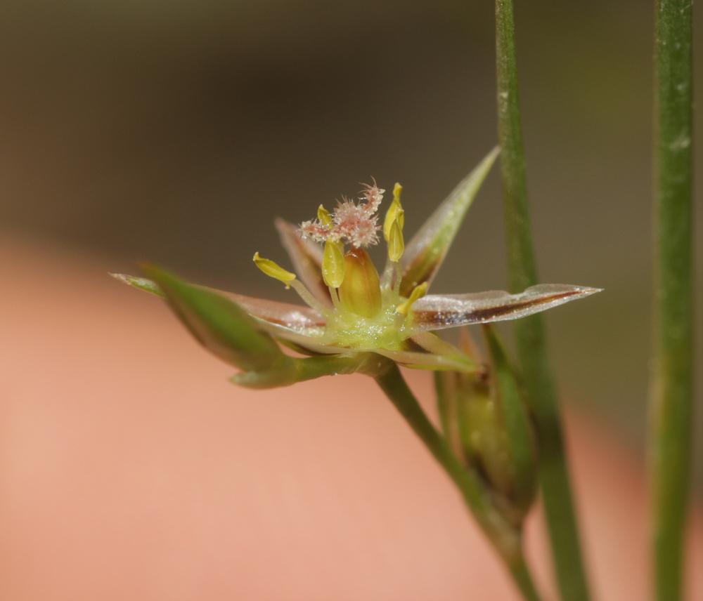 Jonc des crapauds Juncus bufonius L., 1753