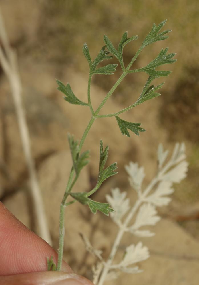 Le Boucage Tragium Pimpinella tragium Vill., 1779