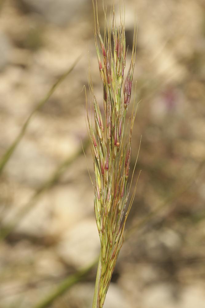 Le Chrysopogon grillon Chrysopogon gryllus (L.) Trin., 1820