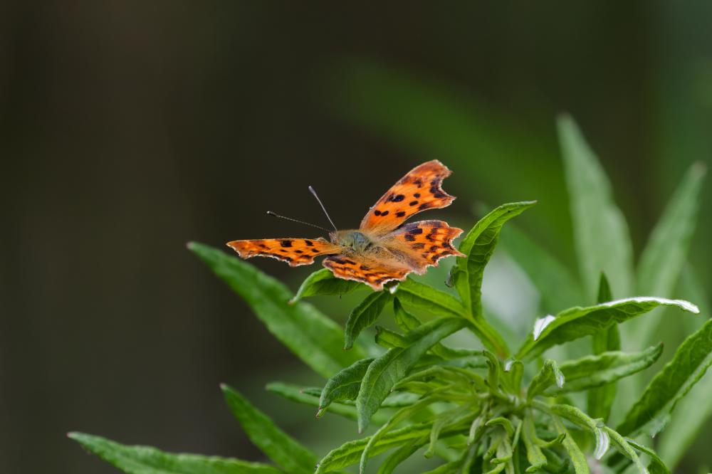 Gamma (Le), Robert-le-diable (Le), C-blanc (Le), D Polygonia c-album (Linnaeus, 1758)