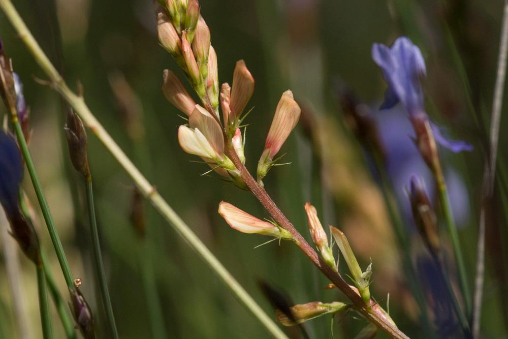 Le Sainfoin des rochers, Esparcette des rochers Onobrychis saxatilis (L.) Lam., 1779