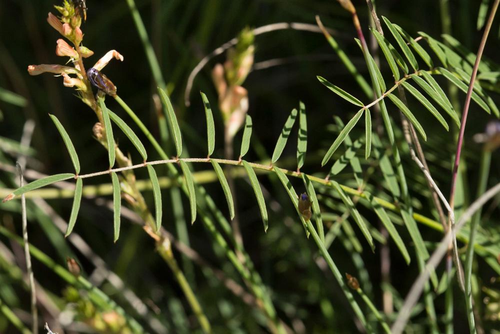 Le Sainfoin des rochers, Esparcette des rochers Onobrychis saxatilis (L.) Lam., 1779