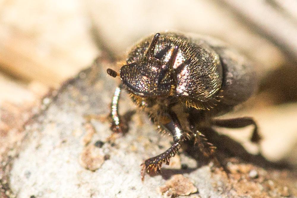 Onthophage vacca Onthophagus vacca (Linnaeus, 1767)