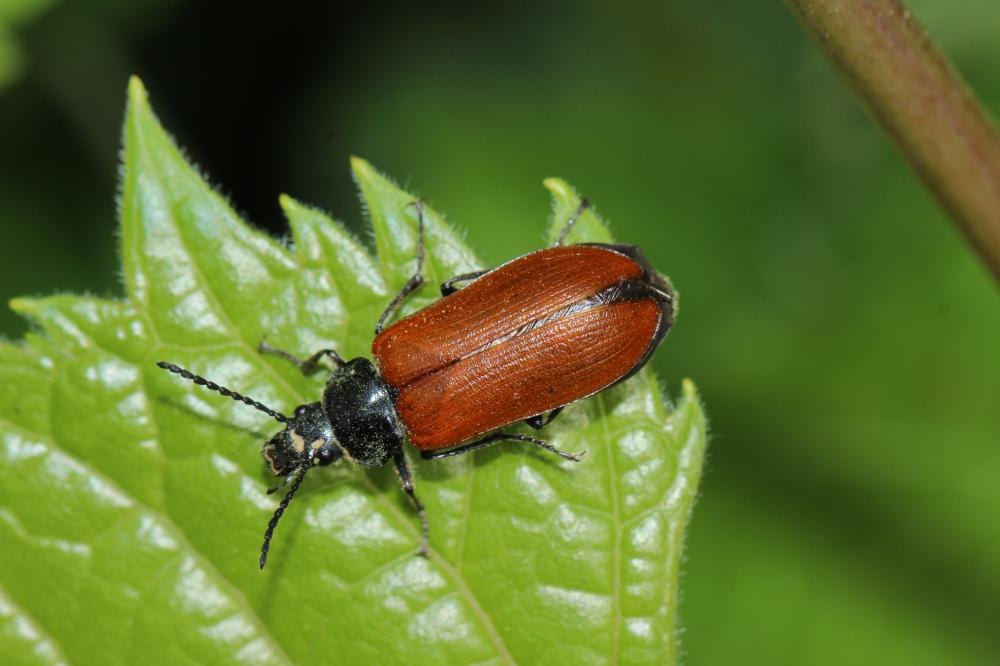 Omophlus orangé Omophlus lepturoides (Fabricius, 1787)