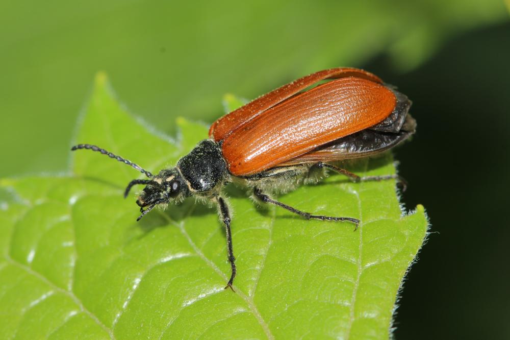 Omophlus orangé Omophlus lepturoides (Fabricius, 1787)