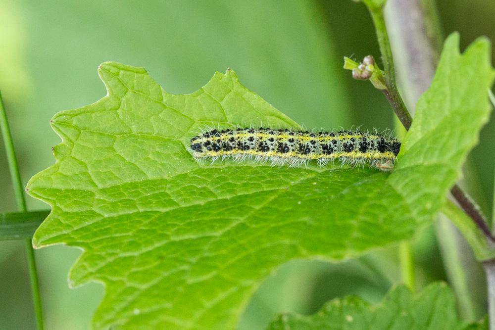 Piéride du Chou (La), Grande Piéride du Chou (La), Pieris brassicae (Linnaeus, 1758)