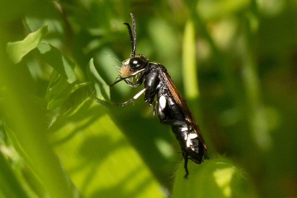  Macrophya duodecimpunctata (Linnaeus, 1758)