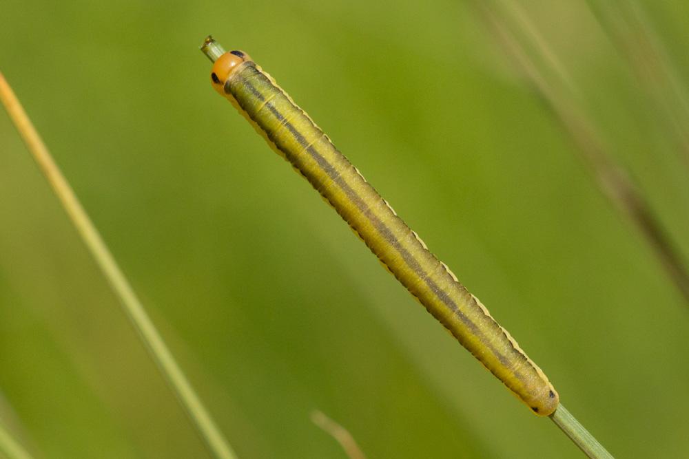 Le  sp. Dolerus Panzer, 1801 sp.