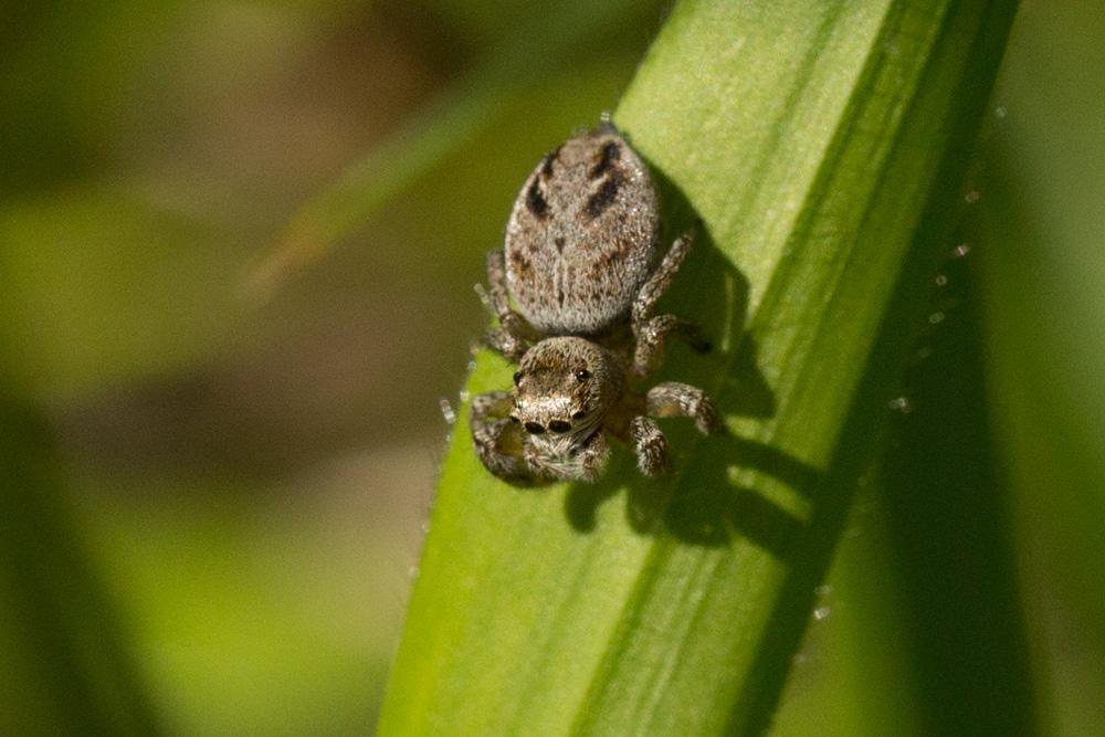  Evarcha arcuata (Clerck, 1758)