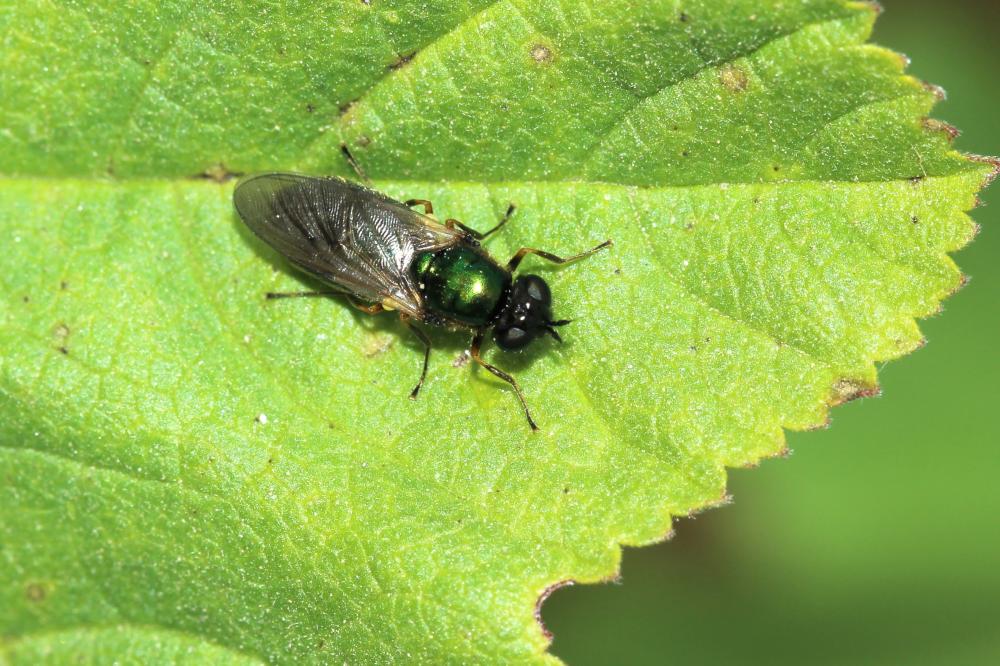  Chloromyia formosa (Scopoli, 1763)