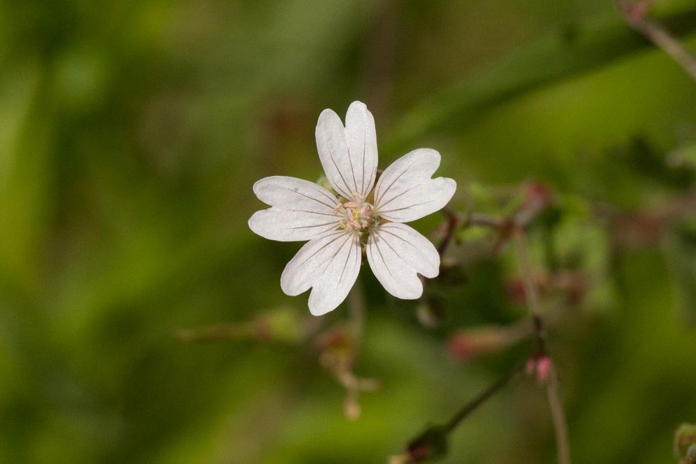 Le Géranium des Pyrénées Geranium pyrenaicum Burm.f., 1759