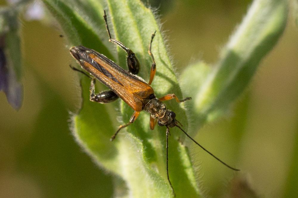 Oedemère ochracée Oedemera podagrariae (Linnaeus, 1767)