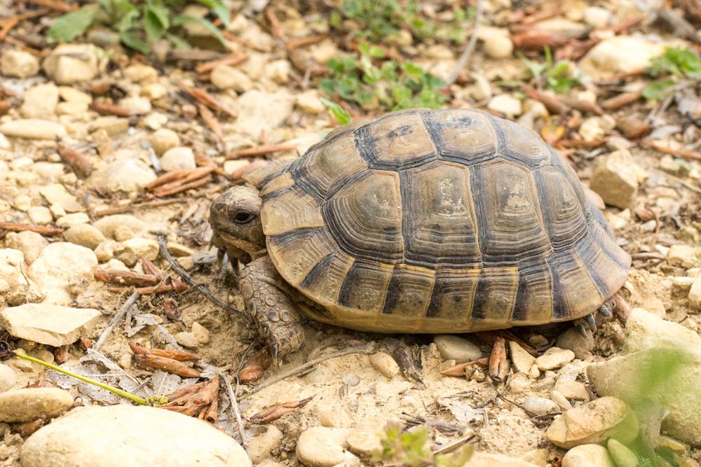 Tortue grecque Testudo graeca Linnaeus, 1758